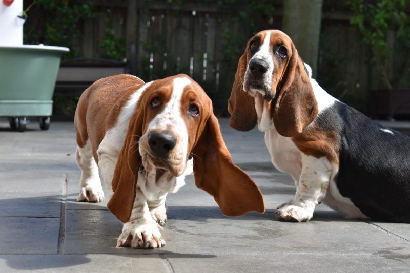 Buster & Biscuit